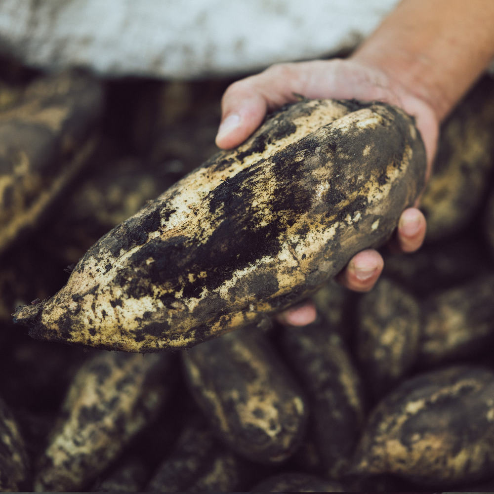 Premium Shochu - 3S Sweet Potato / Beni Imo Genshu 2016-Japan-Best.net-Japan-Best.net