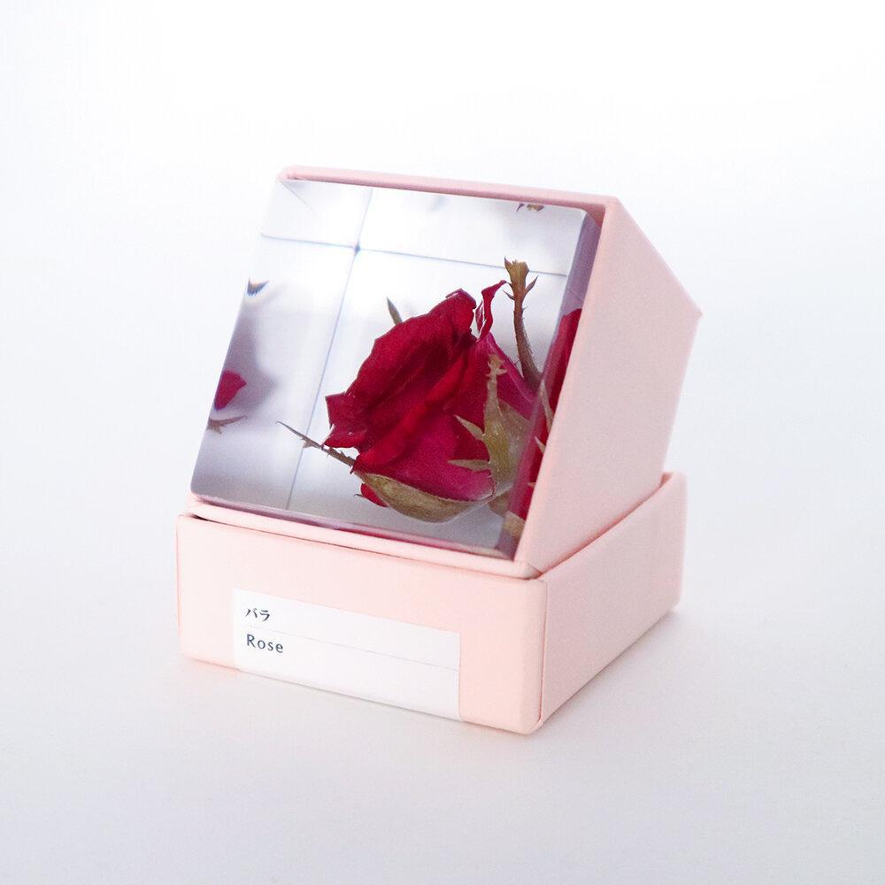 Botanical Sola Acrylic Cubes-Japan-Best.net-The American Sweet Gum-Japan-Best.net