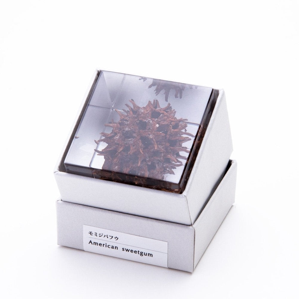 Botanical Sola Acrylic Cubes-Japan-Best.net-The American Sweet Gum-Japan-Best.net