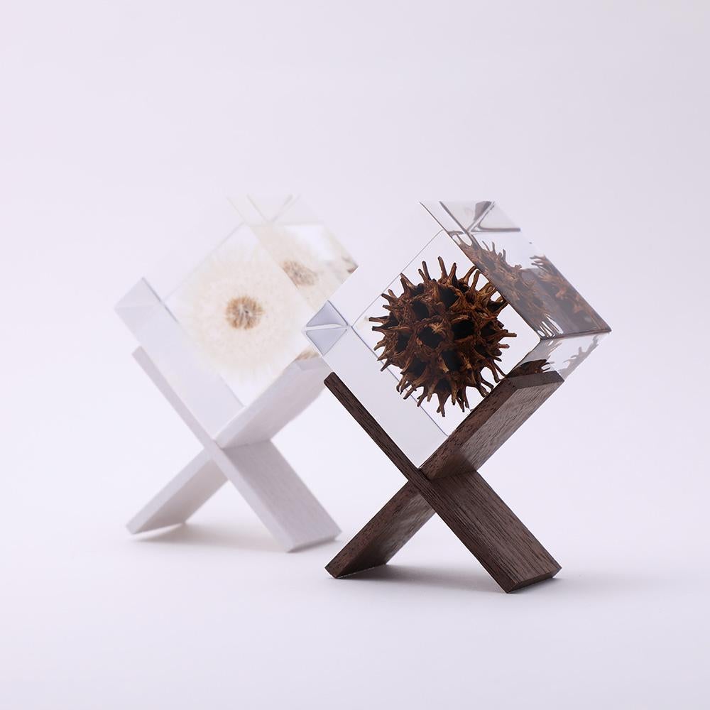 Botanical Sola Acrylic Cubes-Japan-Best.net-The American Sweet Gum-Japan-Best.net