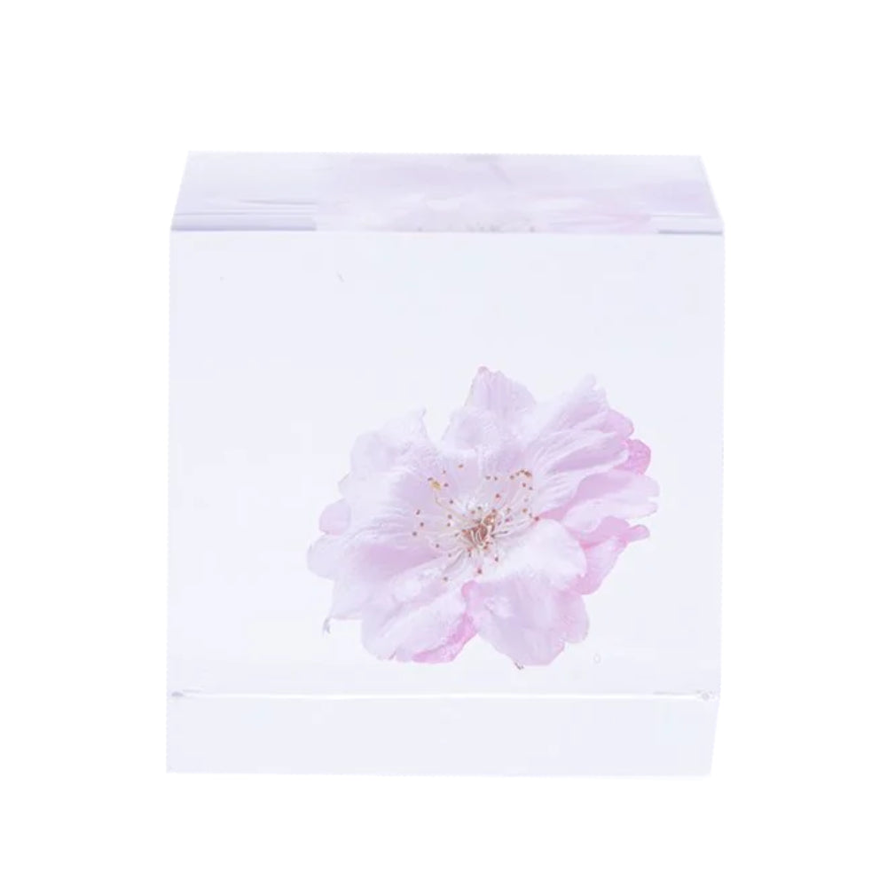 Botanical Sola Acrylic Cubes-Japan-Best.net-The American Sweet Gum-Japan-Best.net