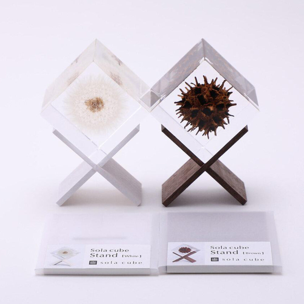 Botanical Sola Acrylic Cubes-Japan-Best.net-The American Sweet Gum-Japan-Best.net