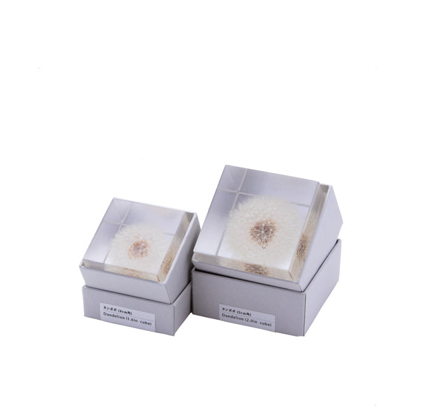 Botanical Sola Acrylic Cubes-Japan-Best.net-The American Sweet Gum-Japan-Best.net