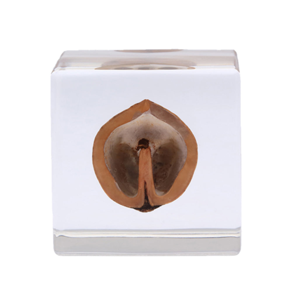 Botanical Sola Acrylic Cubes-Japan-Best.net-The American Sweet Gum-Japan-Best.net