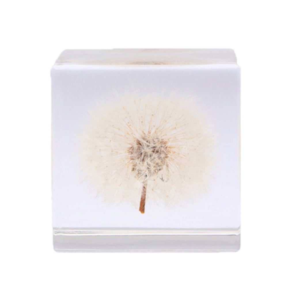 Botanical Sola Acrylic Cubes-Japan-Best.net-The American Sweet Gum-Japan-Best.net