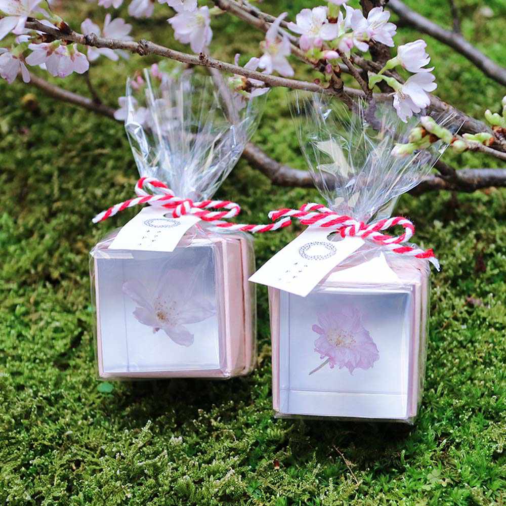 Botanical Sola Acrylic Cubes-Japan-Best.net-The American Sweet Gum-Japan-Best.net