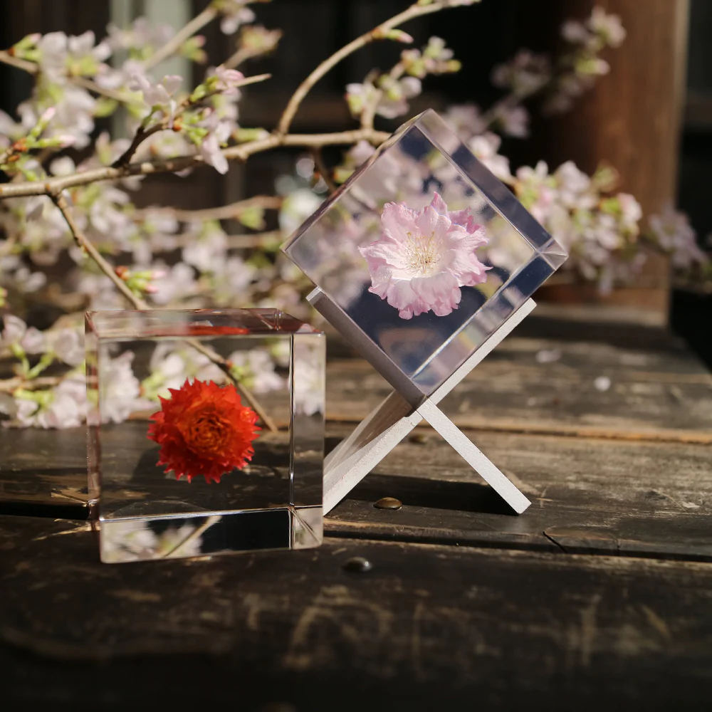 Botanical Sola Acrylic Cubes-Japan-Best.net-The American Sweet Gum-Japan-Best.net