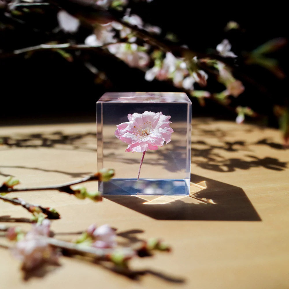 Botanical Sola Acrylic Cubes-Japan-Best.net-The American Sweet Gum-Japan-Best.net