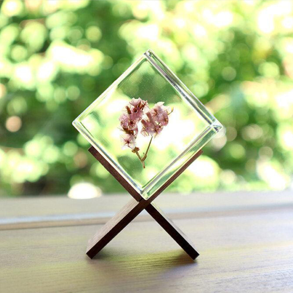 Botanical Sola Acrylic Cubes-Japan-Best.net-The American Sweet Gum-Japan-Best.net