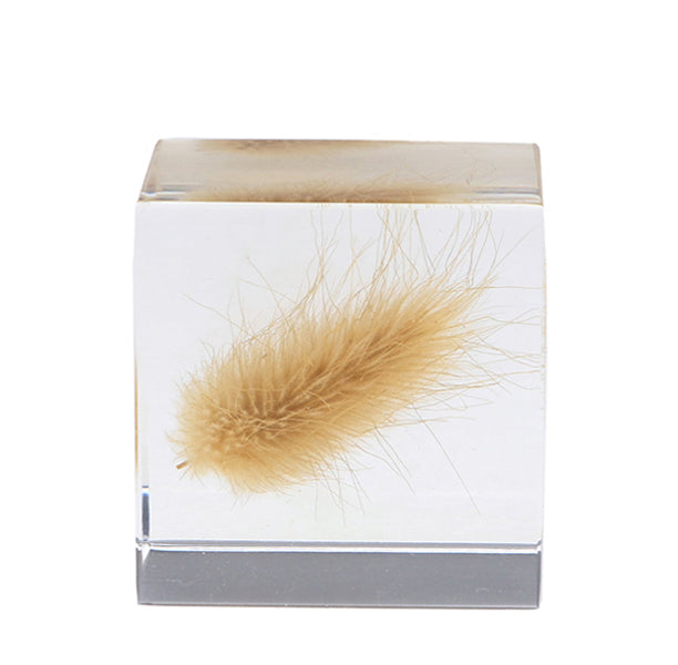 Botanical Sola Acrylic Cubes-Japan-Best.net-Bunny Tail Grass-Japan-Best.net