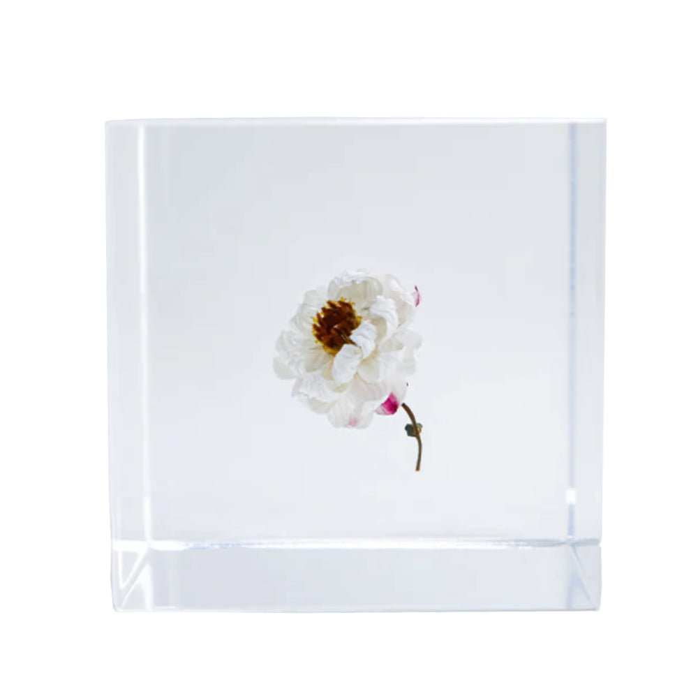 Botanical Acrylic Cube-Japan-Best.net-Chamomile Sunray-Japan-Best.net