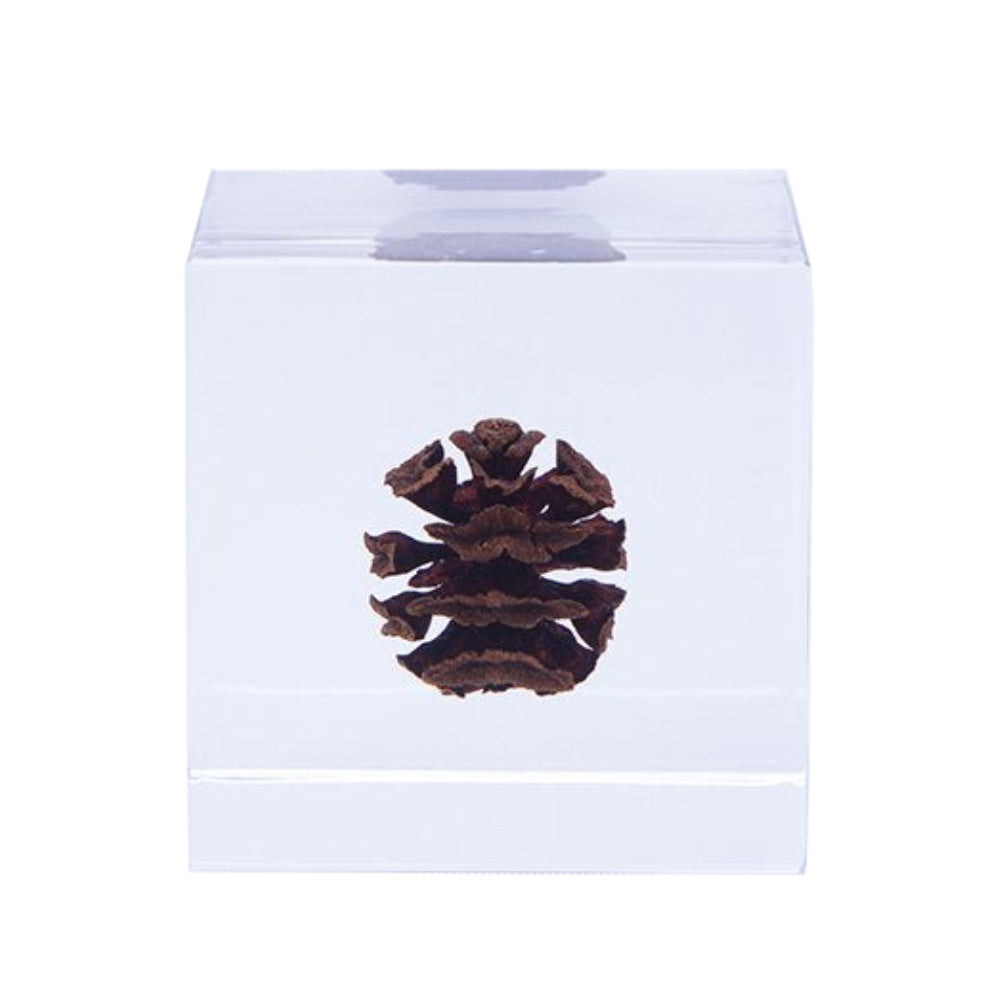 Botanical Sola Acrylic Cubes-Japan-Best.net-Dawn Redwood-Japan-Best.net