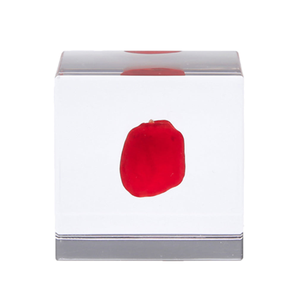 Botanical Sola Acrylic Cubes-Japan-Best.net-Hayuro-Japan-Best.net