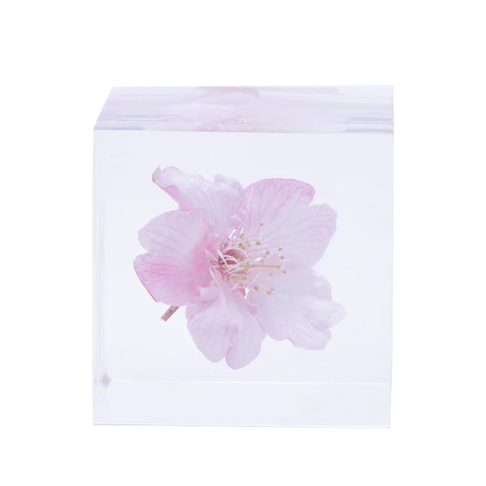 Botanical Acrylic Cube-Japan-Best.net-Kawazu Sakura-Japan-Best.net