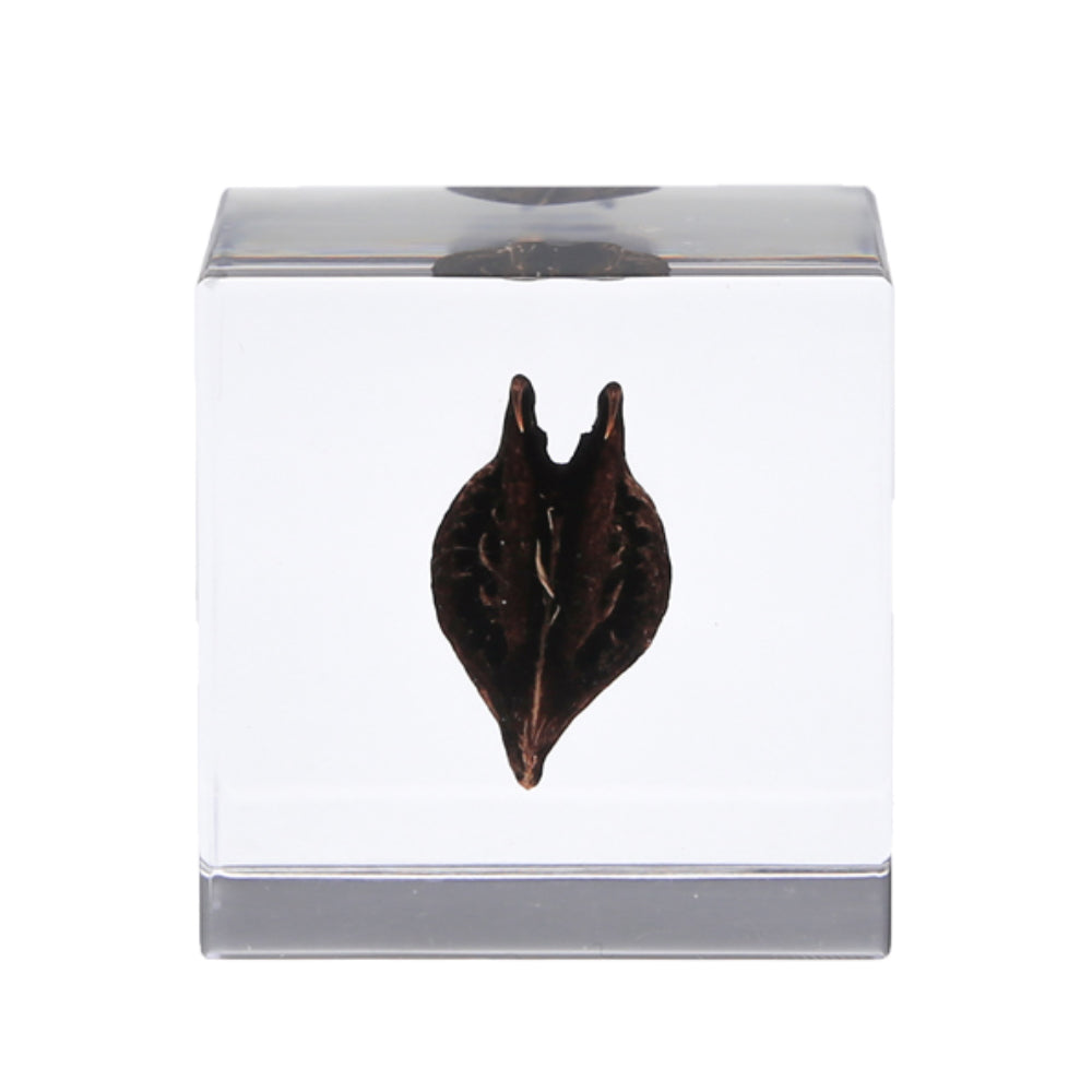 Botanical Sola Acrylic Cubes-Japan-Best.net-Tiger's Claw-Japan-Best.net