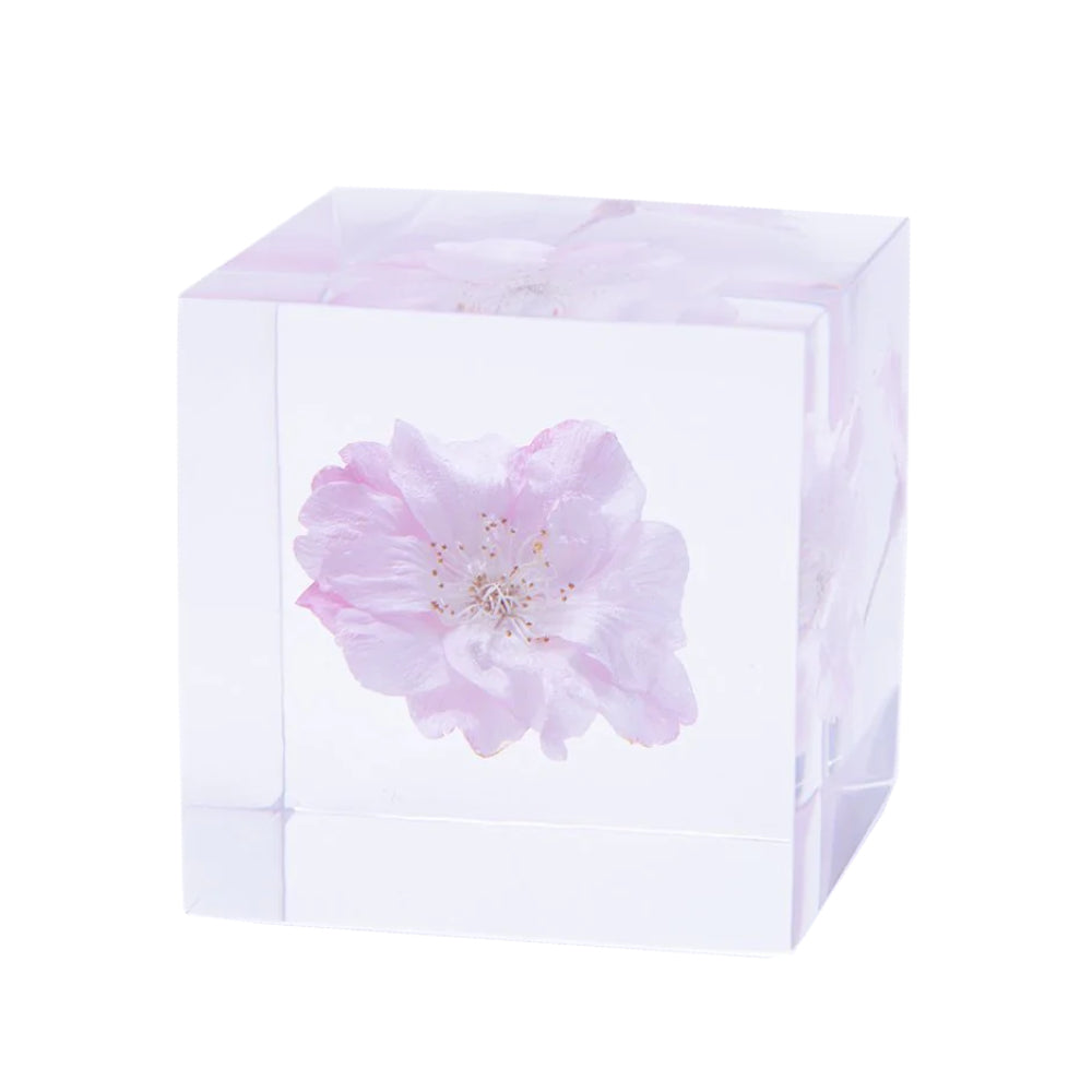 Botanical Sola Acrylic Cubes-Japan-Best.net-Yaebenishidare Sakura-Japan-Best.net