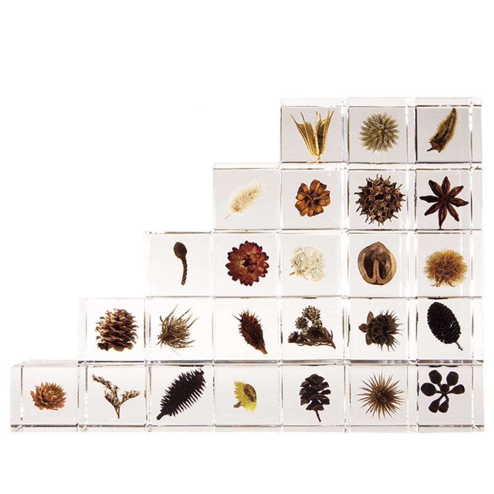 Botanical Sola Acrylic Cubes-Japan-Best.net-The American Sweet Gum-Japan-Best.net