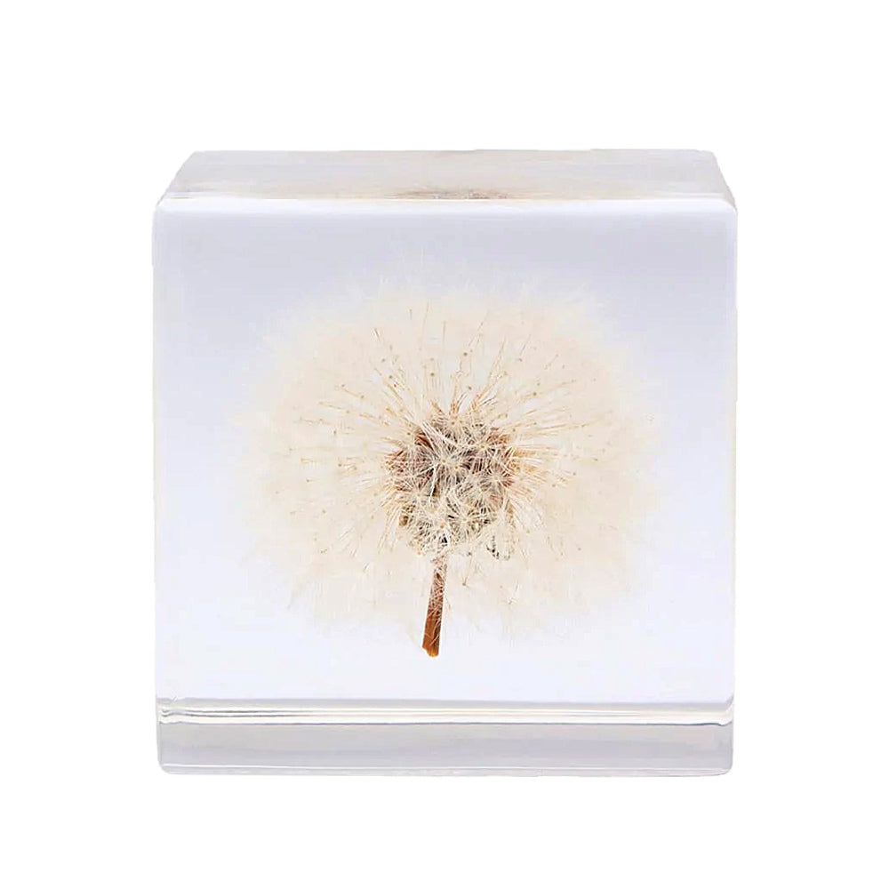 Sola cube - Dandelion - Large-Japan-Best.net-Japan-Best.net