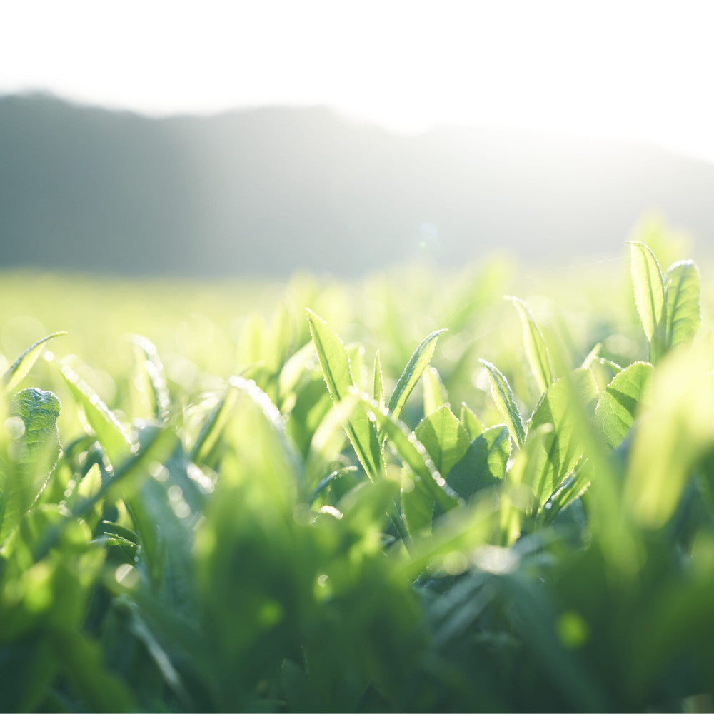 Organic Everyday Matcha - Single Origin-Japan-Best.net-Japan-Best.net