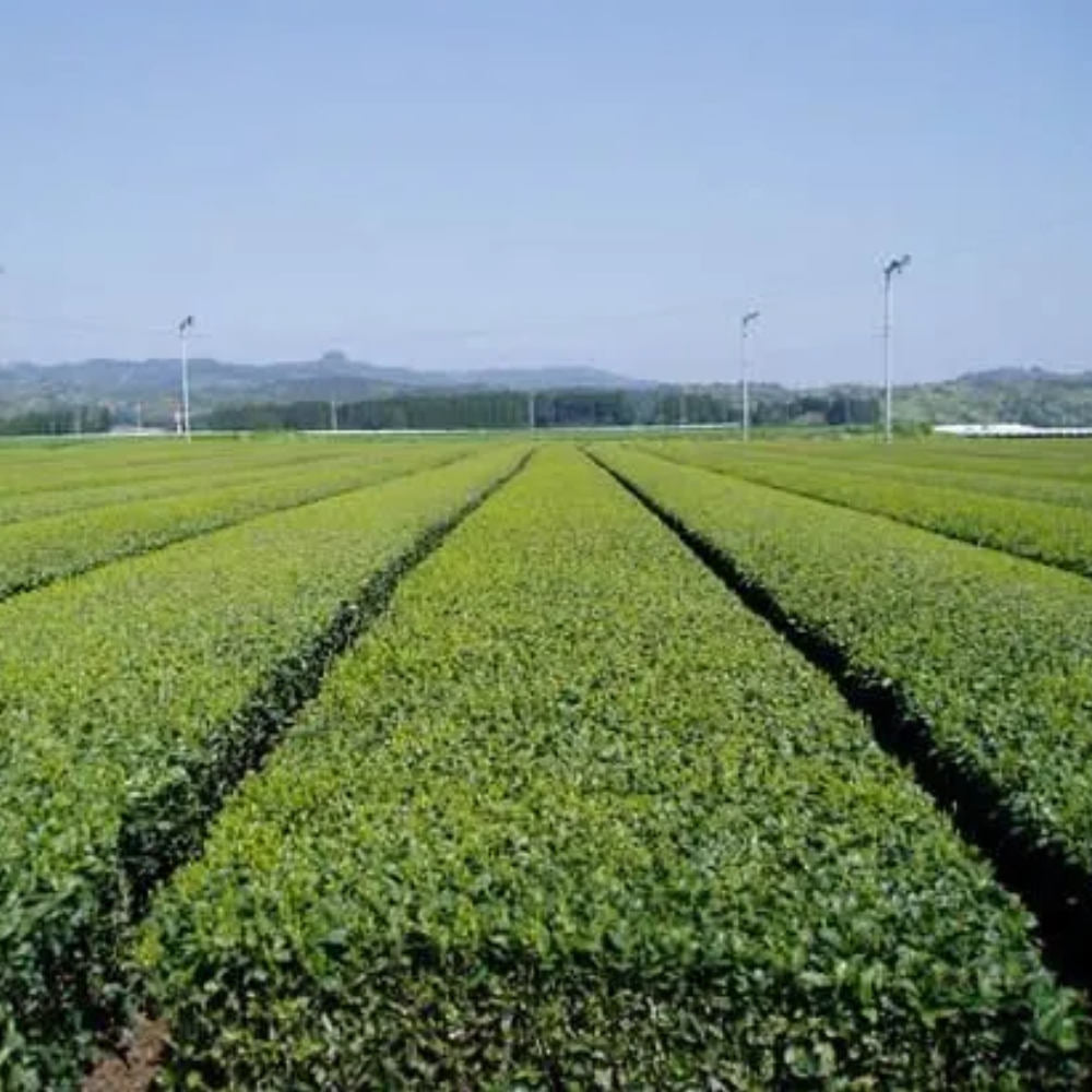 Okumiyako - Single Origin Organic Matcha-www.Japan-Best.net-Japan-Best.net