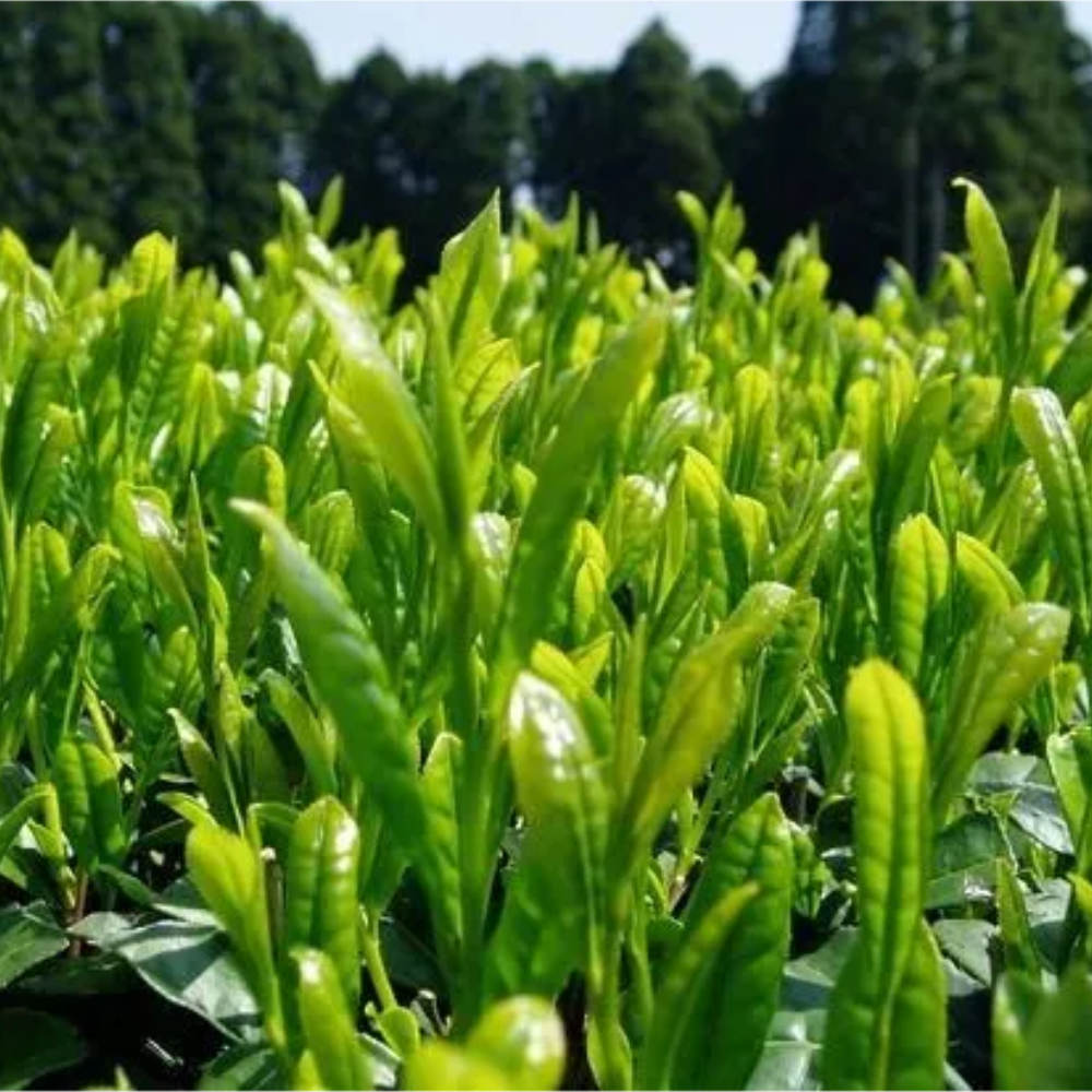 Aka Matcha - Single Origin Organic Matcha-www.Japan-Best.net-Japan-Best.net