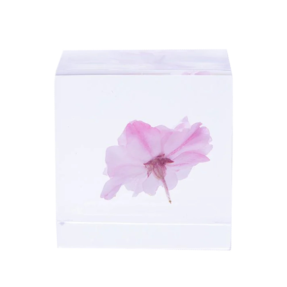 Botanical Sola Acrylic Cubes-Japan-Best.net-The American Sweet Gum-Japan-Best.net
