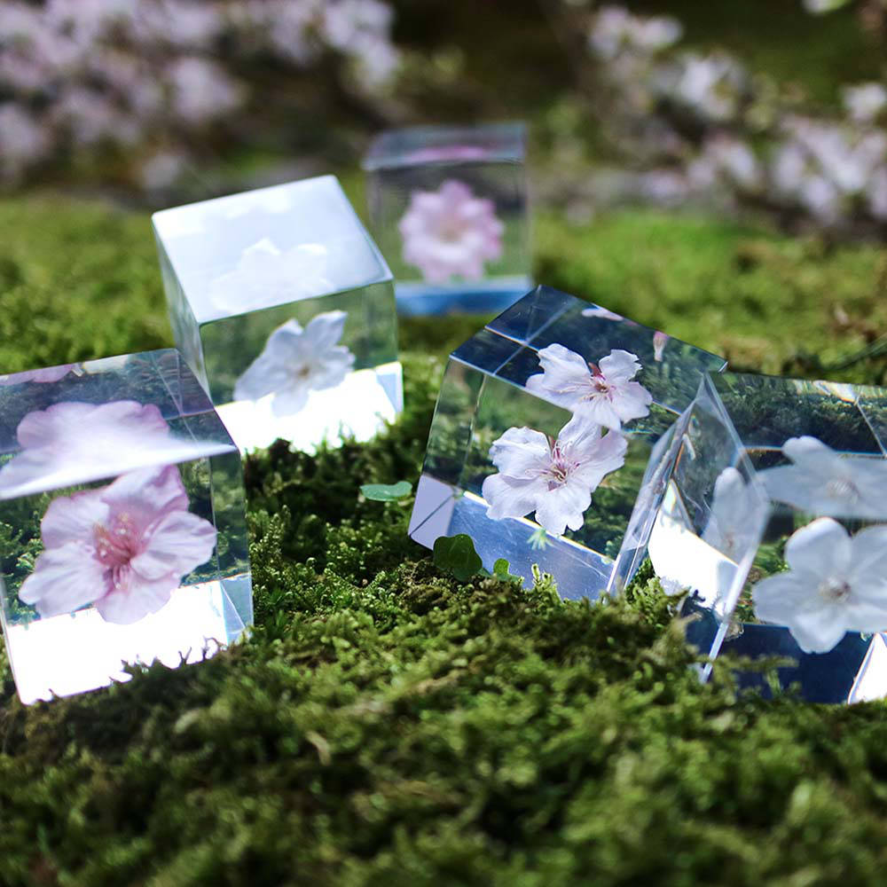 Botanical Sola Acrylic Cubes-Japan-Best.net-The American Sweet Gum-Japan-Best.net