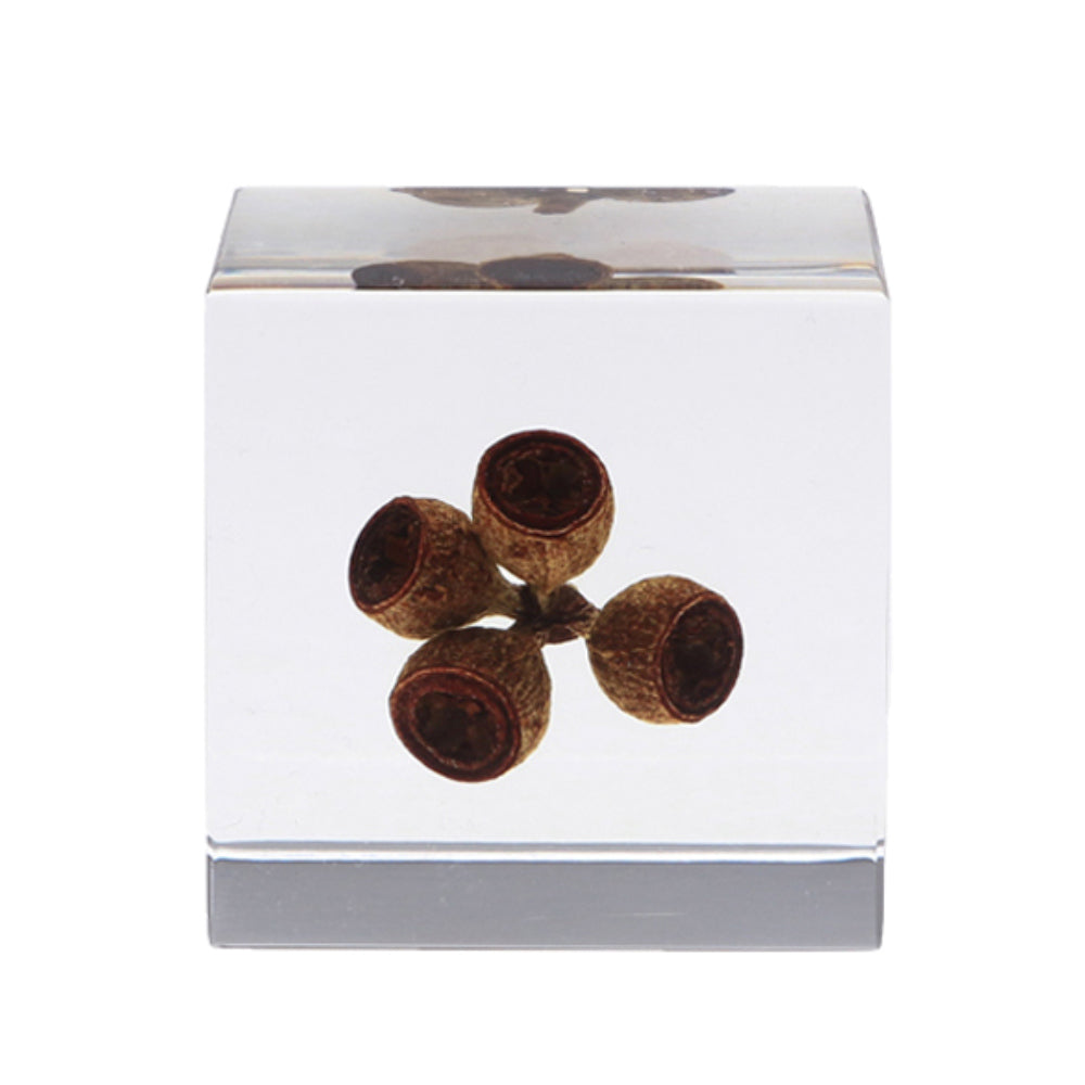 Botanical Sola Acrylic Cubes-Japan-Best.net-Eucalyptus-Japan-Best.net