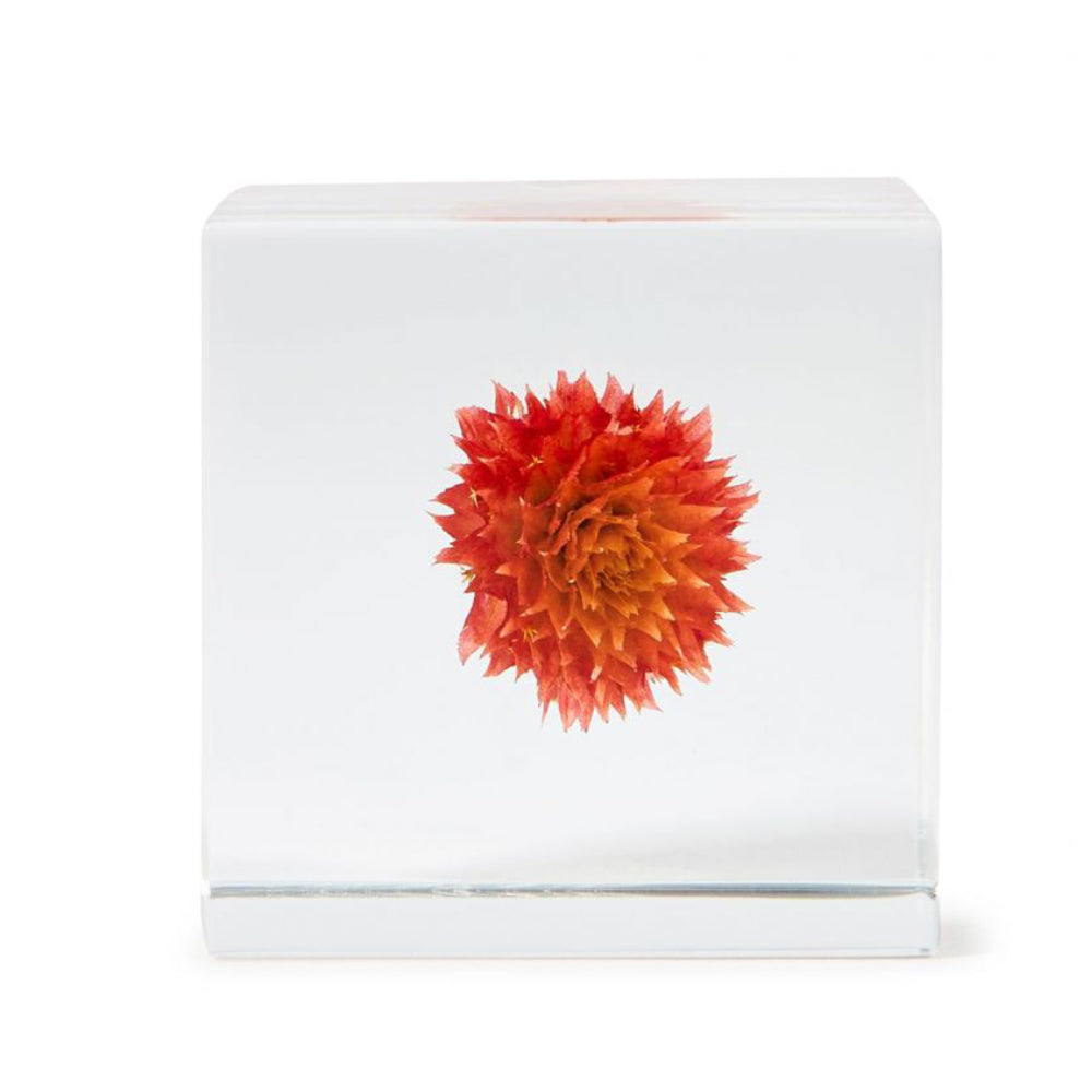 Botanical Sola Acrylic Cubes-Japan-Best.net-Globe Amaranth-Japan-Best.net