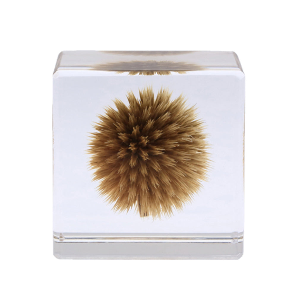 Botanical Sola Acrylic Cubes-Japan-Best.net-Globe Thistle-Japan-Best.net