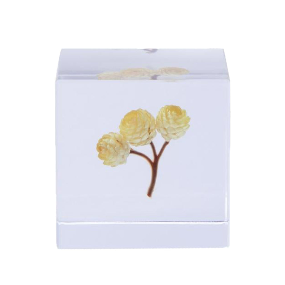 Botanical Sola Acrylic Cubes-Japan-Best.net-Immortal-Japan-Best.net