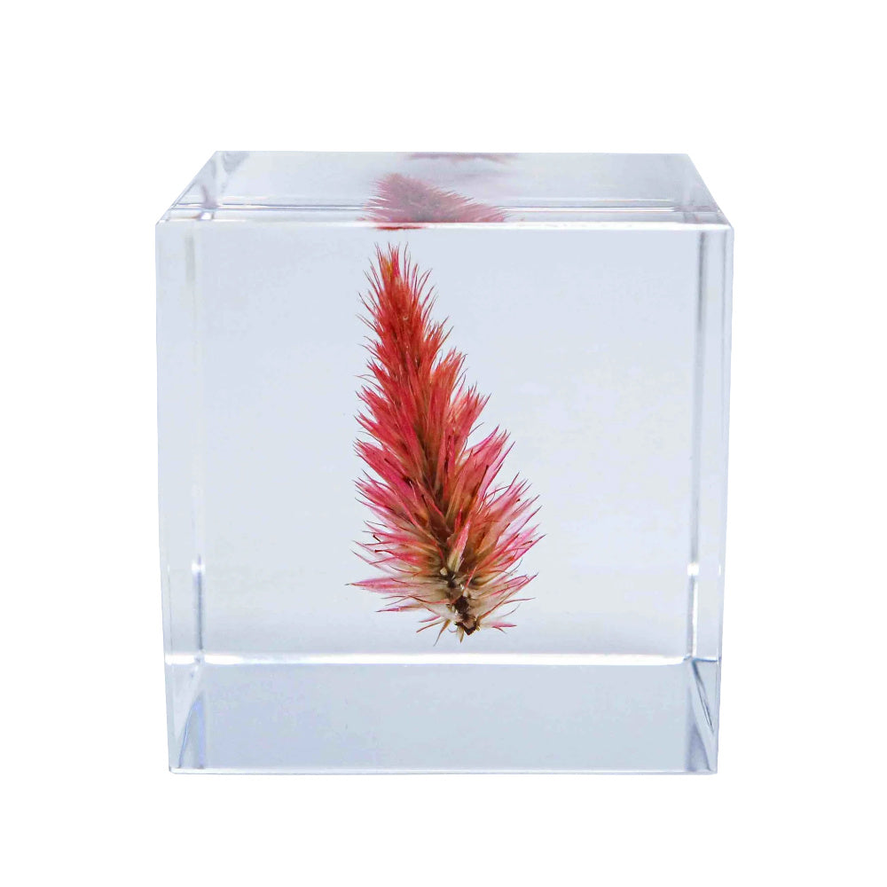 Botanical Acrylic Cube-Japan-Best.net-Quail Grass-Japan-Best.net