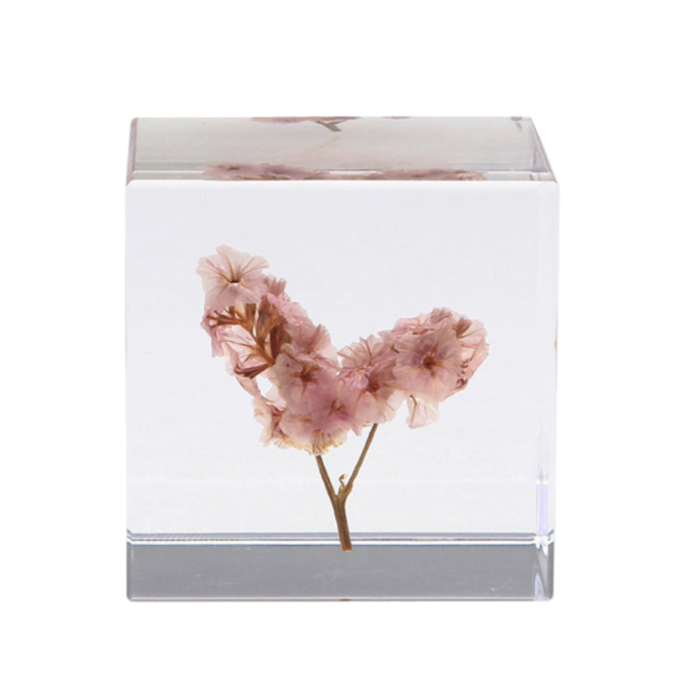 Botanical Sola Acrylic Cubes-Japan-Best.net-Sea Lavender-Japan-Best.net