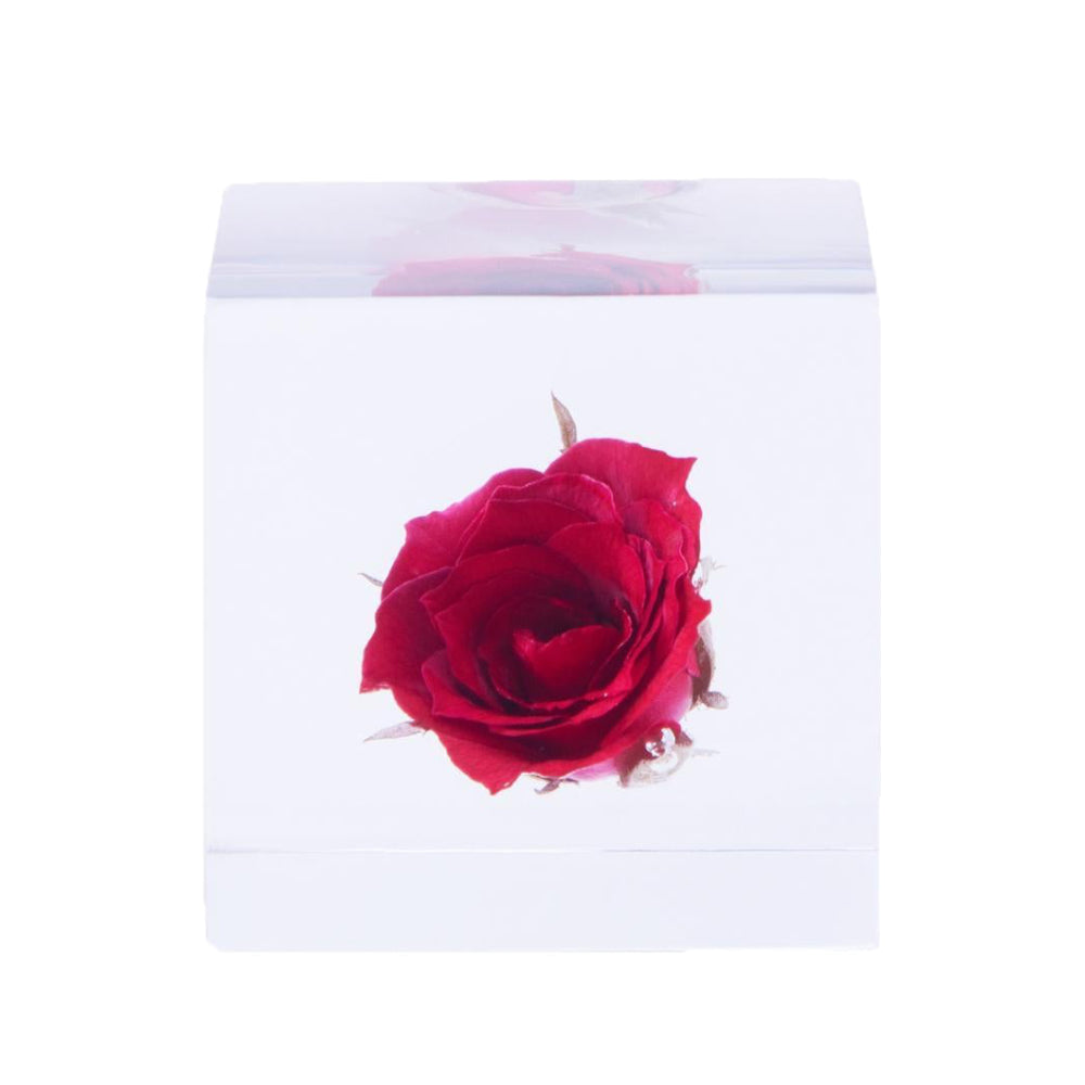 Botanical Sola Acrylic Cubes-Japan-Best.net-Rose-Japan-Best.net