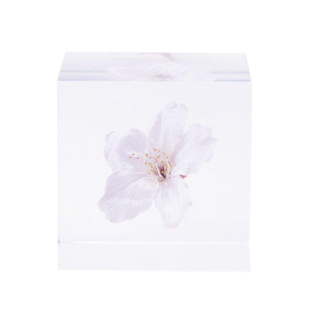 Botanical Sola Acrylic Cubes-Japan-Best.net-Somei Yoshino-Japan-Best.net