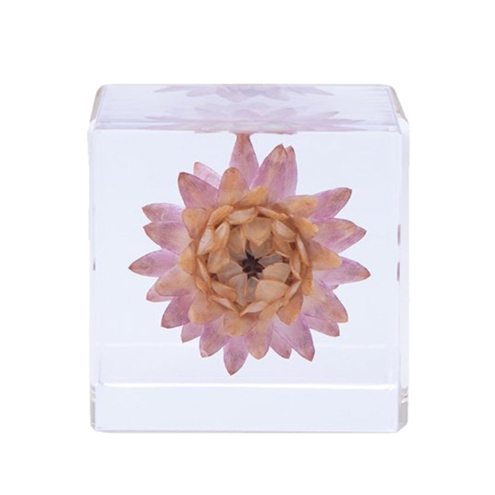 Botanical Sola Acrylic Cubes-Japan-Best.net-Strawflower-Japan-Best.net