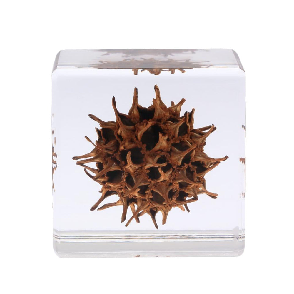 Botanical Sola Acrylic Cubes-Japan-Best.net-The American Sweet Gum-Japan-Best.net