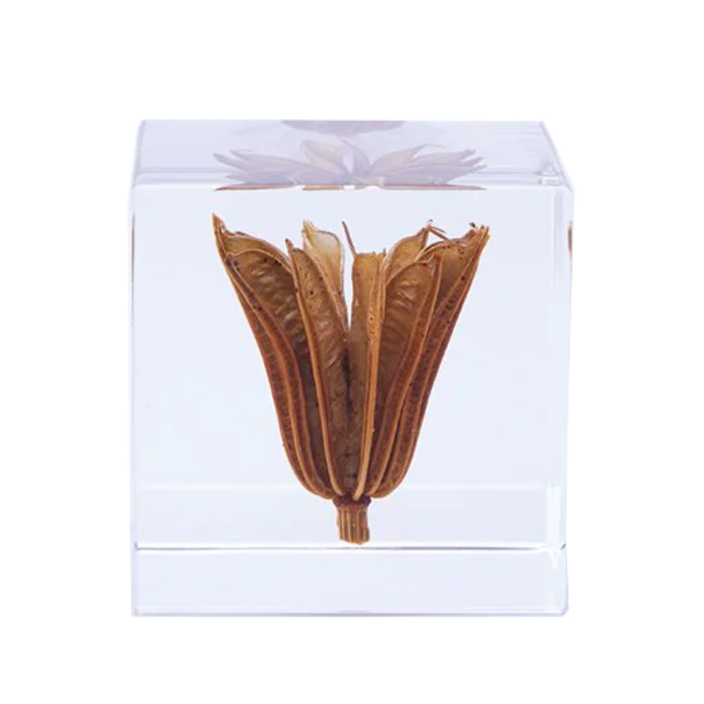 Botanical Sola Acrylic Cubes-Japan-Best.net-Yellow Fennel Flower-Japan-Best.net