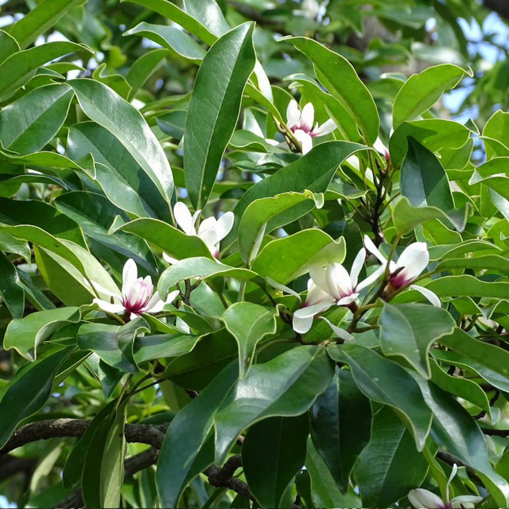 Flower of the Gods Wakocha - Limited edition-Japan-Best.net-Japan-Best.net