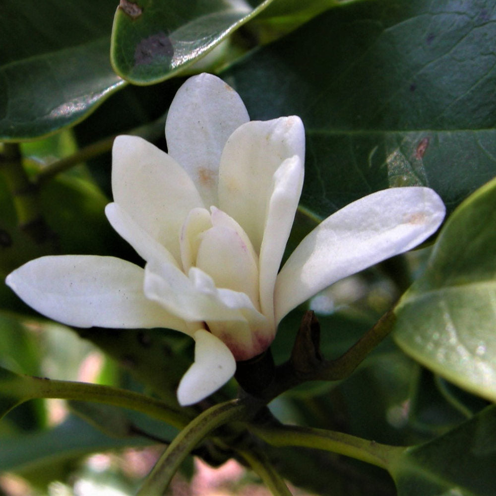 Flower of the Gods Wakocha - Limited edition-Japan-Best.net-Japan-Best.net