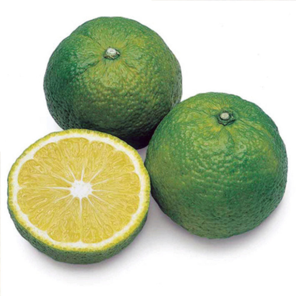 Jabara Citrus Black Tea-Japan-Best.net-Japan-Best.net