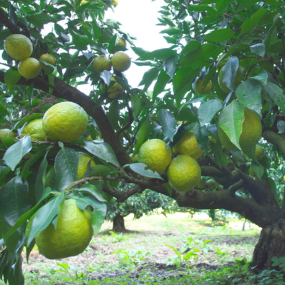 Jabara Citrus Black Tea-Japan-Best.net-Japan-Best.net