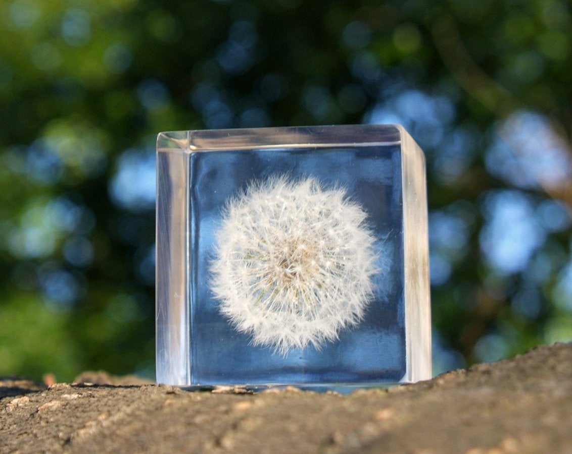 SOLA Dandelion Acrylic Cube Large-Japan-Best.net-Japan-Best.net