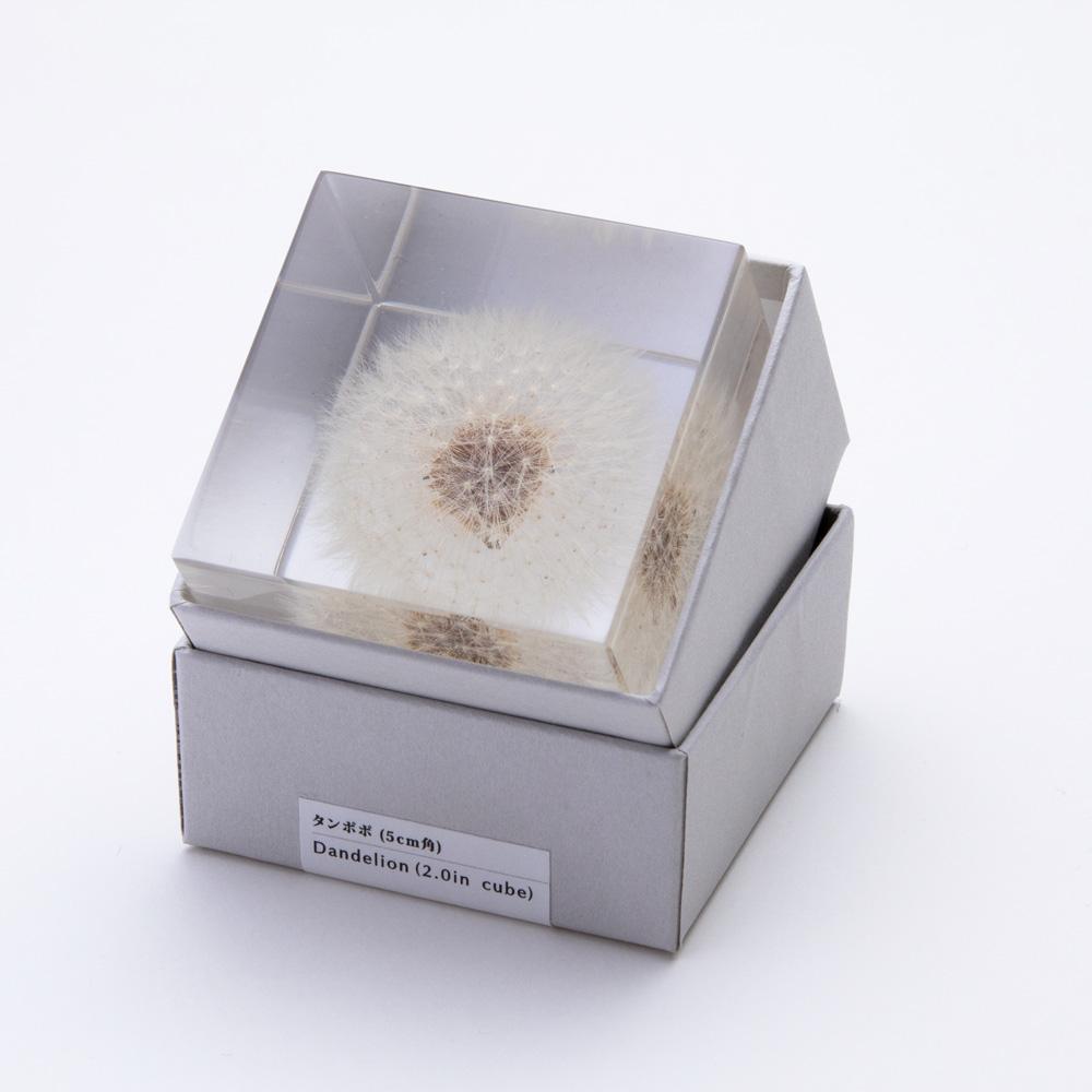 SOLA Dandelion Acrylic Cube Large-Japan-Best.net-Japan-Best.net