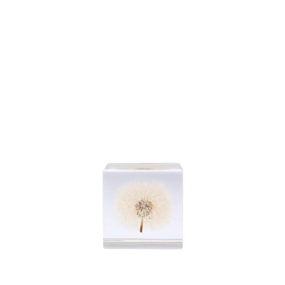 Sola cube - Dandelion - Large-Japan-Best.net-Japan-Best.net