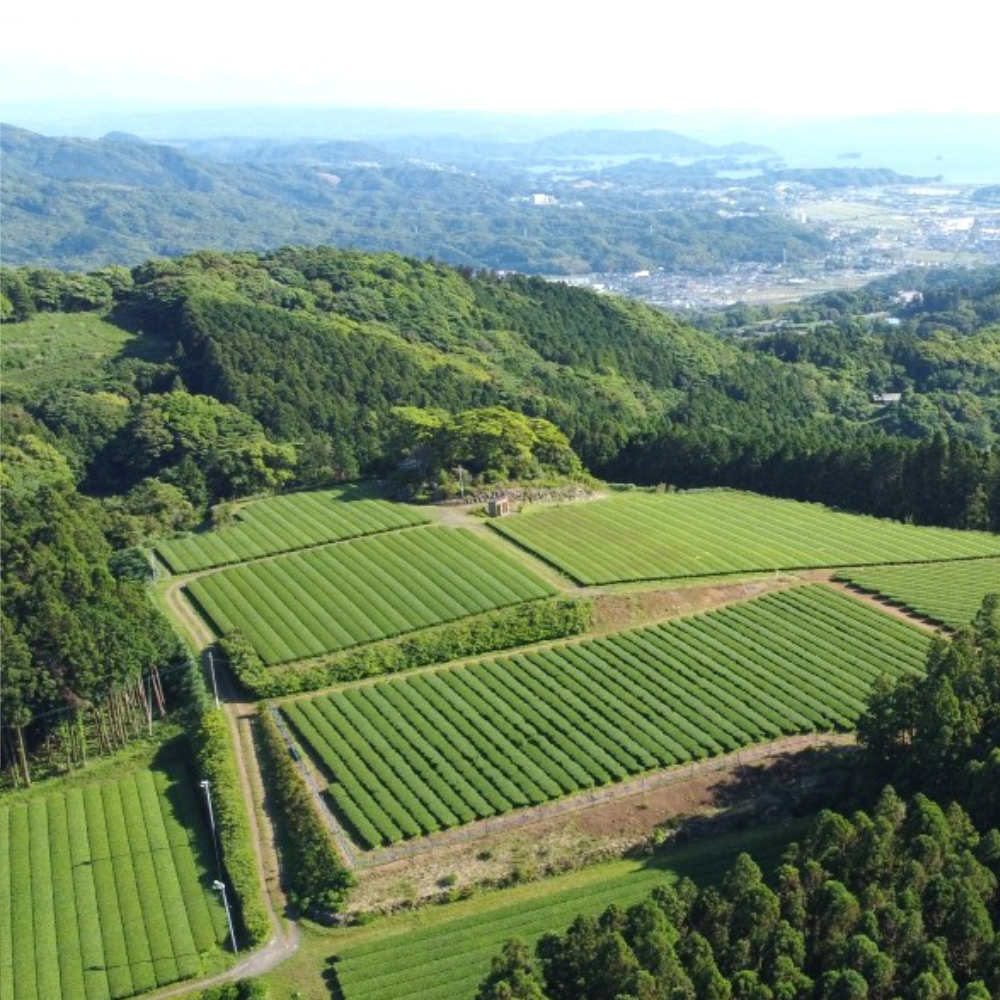 Organic Everyday Matcha - Single Origin-Japan-Best.net-Japan-Best.net