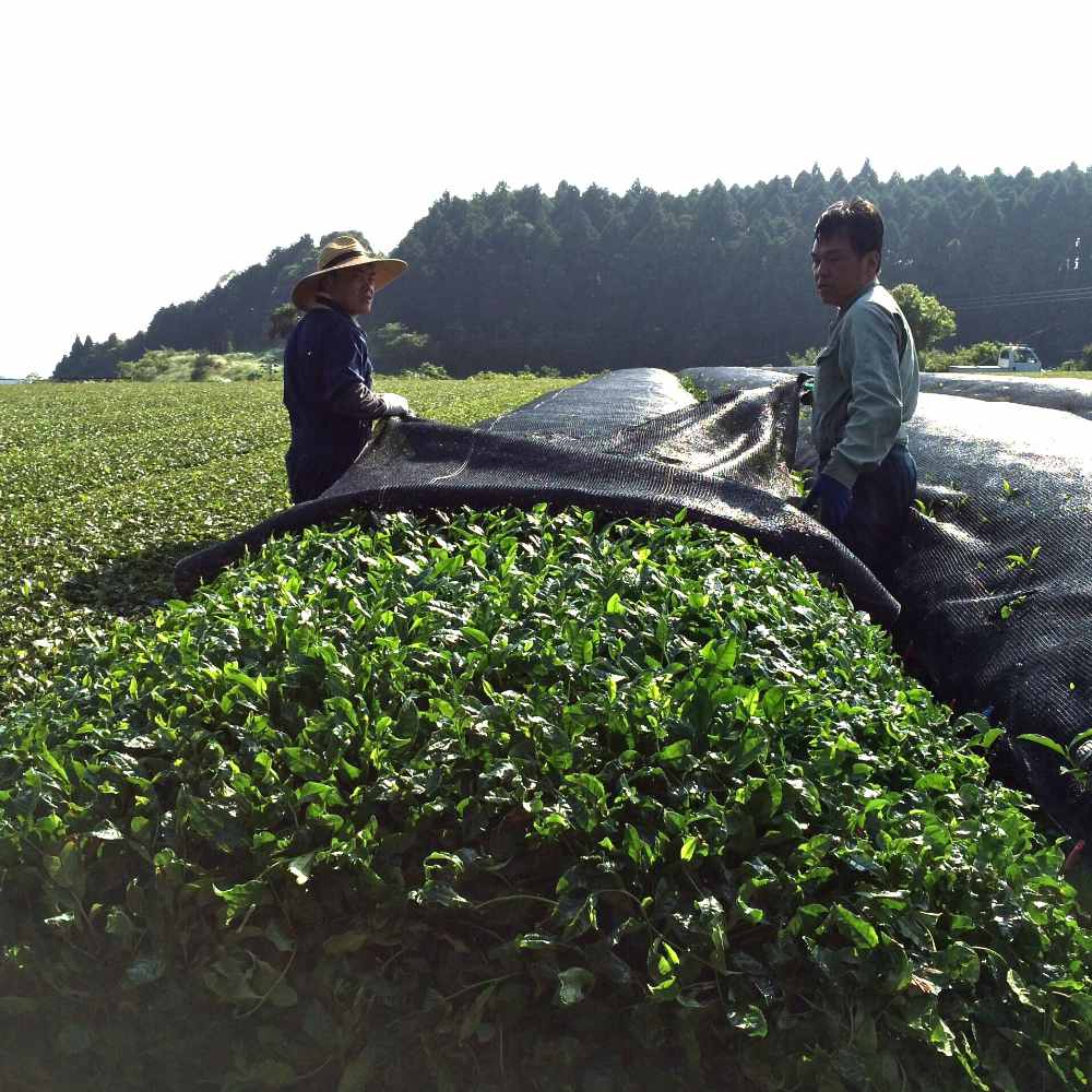 Organic Everyday Matcha - Single Origin-Japan-Best.net-Japan-Best.net