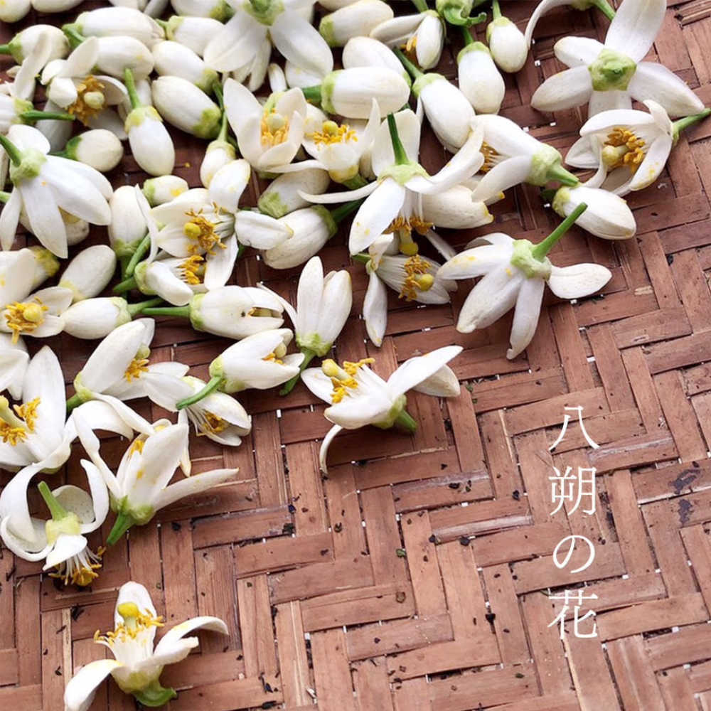 Organic Flower Wakocha - Limited edition Award Winning Tea-Japan-Best.net-Japan-Best.net