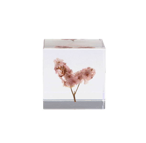 Botanical Acrylic Cube